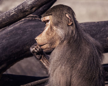 Close-up of a monkey