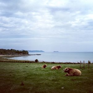 Sheep in a field