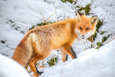 Fox and snow