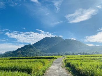 Scenic view of agricultural field against sky