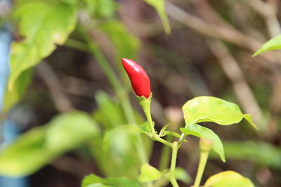 Close-up of red plant