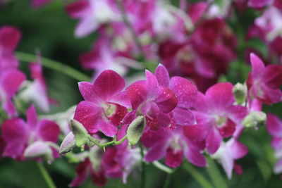 Close-up of pink flowers