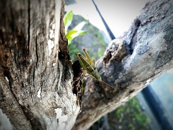 Close-up of insect on tree trunk