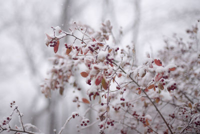 Low angle view of flowers growing on tree