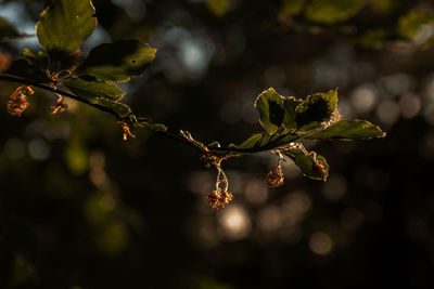 Close-up of flower growing on tree