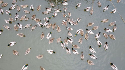 High angle view of birds flying against sky