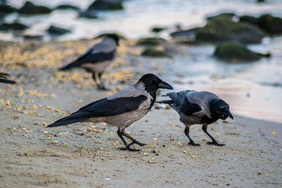 Birds on the beach