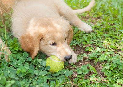 Close-up portrait of dog