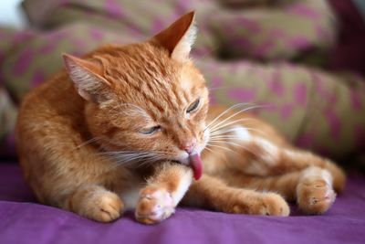 Close-up of a cat lying on bed