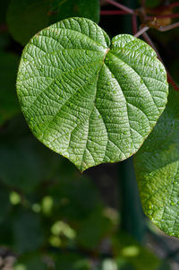 Close-up of leaves