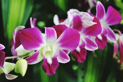 Close-up of pink flowers