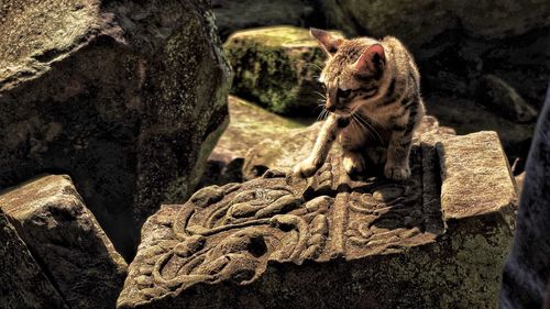 View of a tree trunk