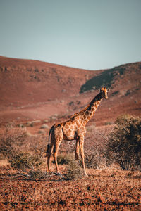 Side view of horse standing on field against clear sky