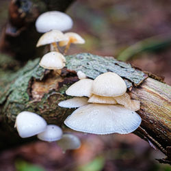 Close-up of mushrooms growing on tree