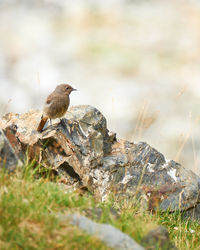 Close-up of bird perching on rock