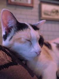 Close-up of cat sleeping at home