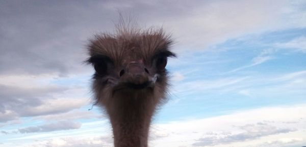 Low angle view of monkey against sky