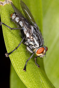 Close-up of fly on leaf