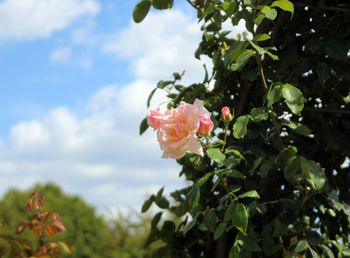 Close-up of pink rose plant