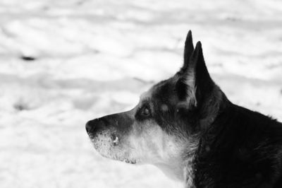 Close-up of dog during winter