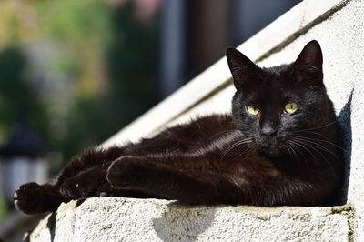 Close-up portrait of black cat