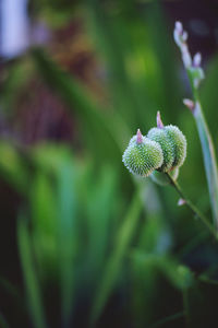 Close-up of flower buds on plant