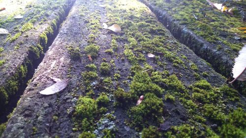 Plants growing on tree