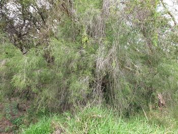 Plants growing on field