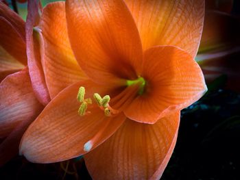 Close-up of orange flower