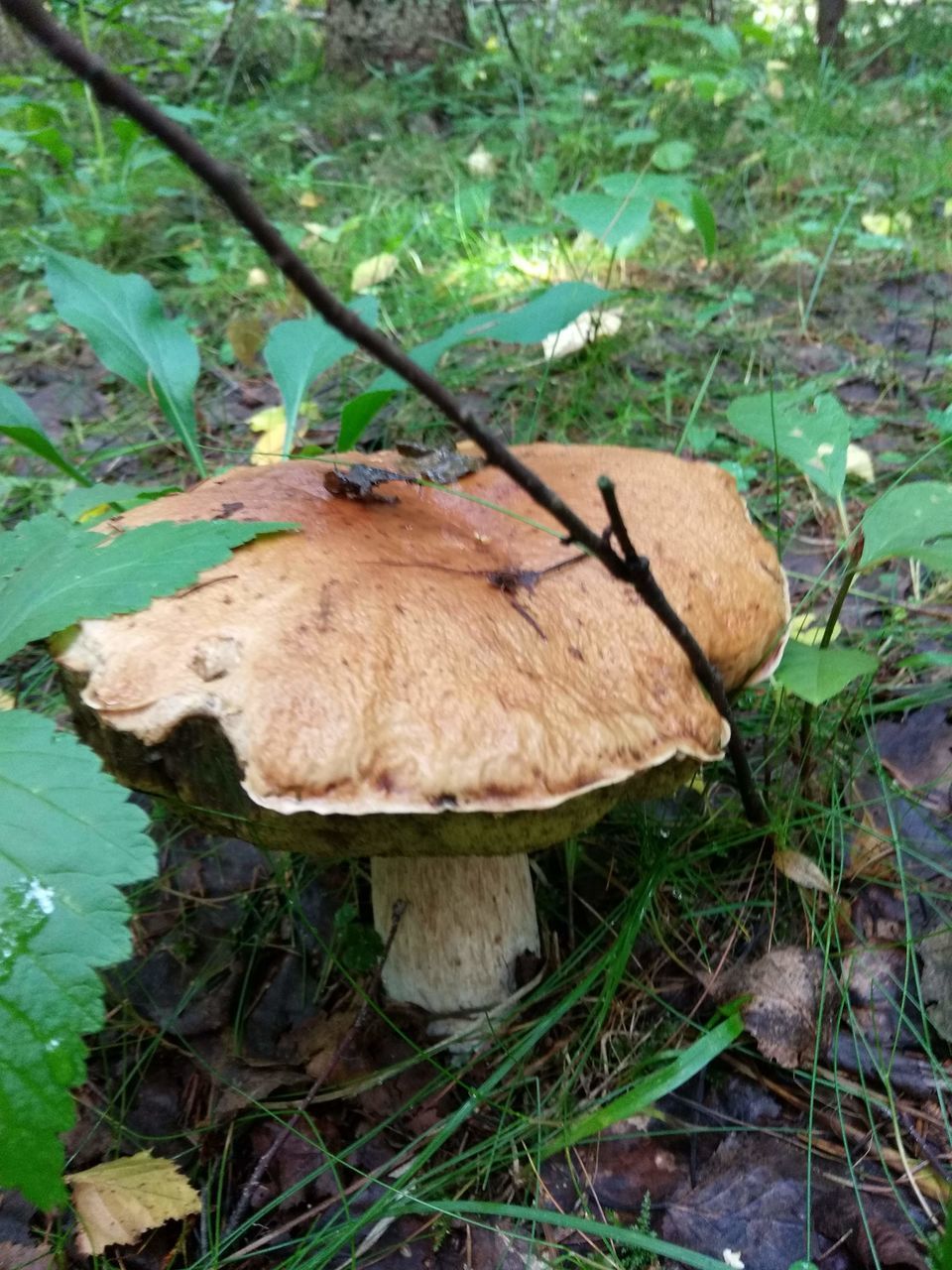 CLOSE-UP OF MUSHROOMS GROWING ON FIELD