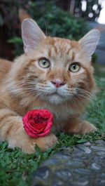 Close-up portrait of a cat