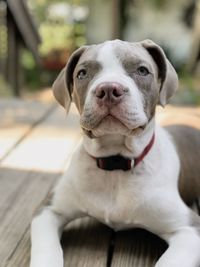 Close-up portrait of dog