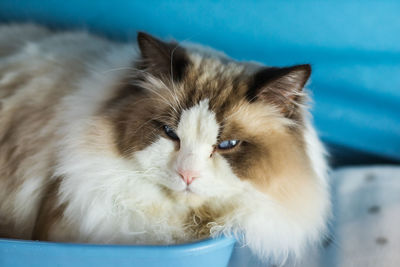 Close-up of a cat looking away