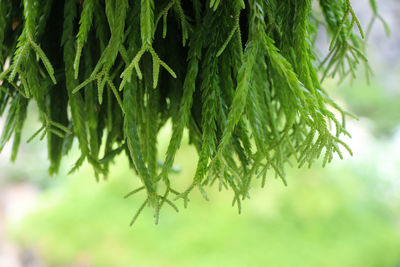 Tassel fern fresh and bright color beautiful pattern decorate in flower pot in the garden background