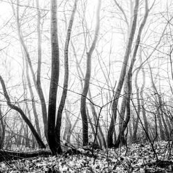Bare trees in forest during winter