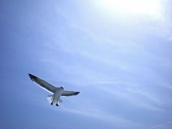 Low angle view of seagull against sky on sunny day