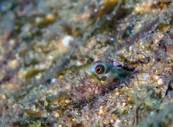 Close-up of fish swimming in sea