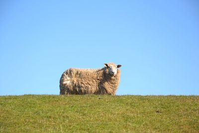 Sheep standing on grassy field against blue sky