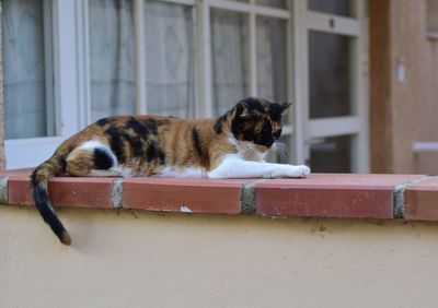 Cat lying on a window