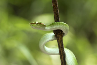 Close-up of lizard on tree branch