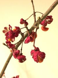 Close-up of red flowering plant against white background