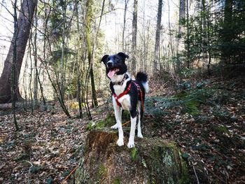 Dog in forrest on tree