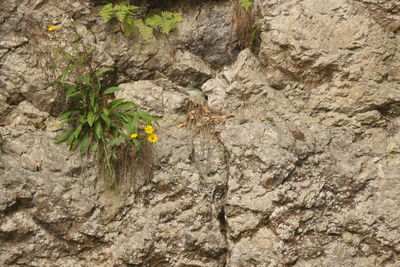 Close-up of flowering plant on rock