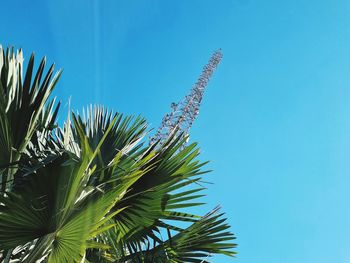 Low angle view of coconut palm tree against clear blue sky