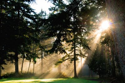 Trees on landscape against sky
