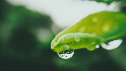 Close-up of raindrops on leaf