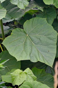 Full frame shot of leaves