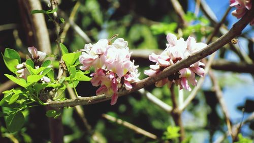 Close-up of pink flowers on tree