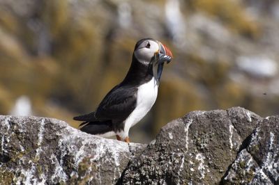 Close-up of bird perching on rock