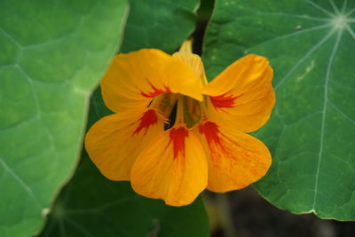 Close-up of yellow flower blooming outdoors